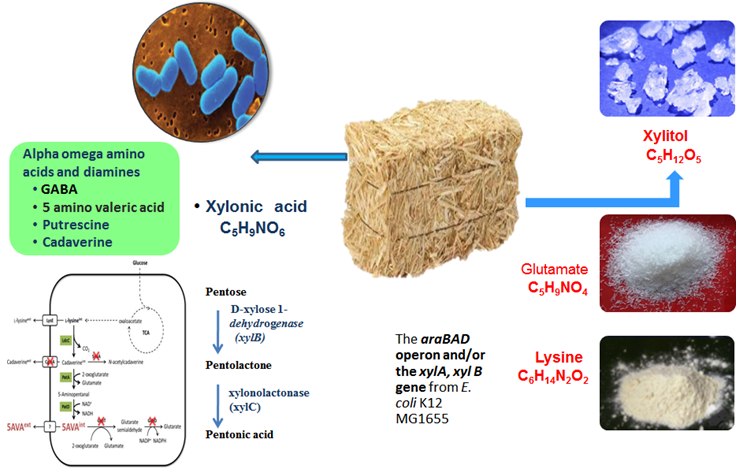 Engineered Corynebacteria for production of amino acids and high value products