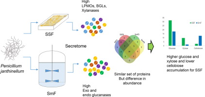 Comparison of the solid-state and submerged fermentation derived secretomes of hyper-cellulolytic Penicillium janthinellum NCIM 1366 reveals the changes responsible for differences in hydrolytic performance