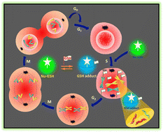 Monitoring glutathione dynamics in DNA replication (S-phase) using a two-photon reversible ratiometric fluorescent probe