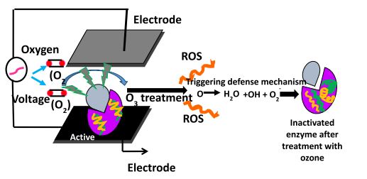 Ozone and cold plasma: Emerging oxidation technologies for inactivation of enzymes in fruits, vegetables, and fruit juices