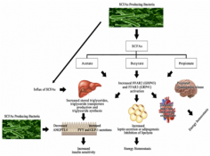 Prebiotics